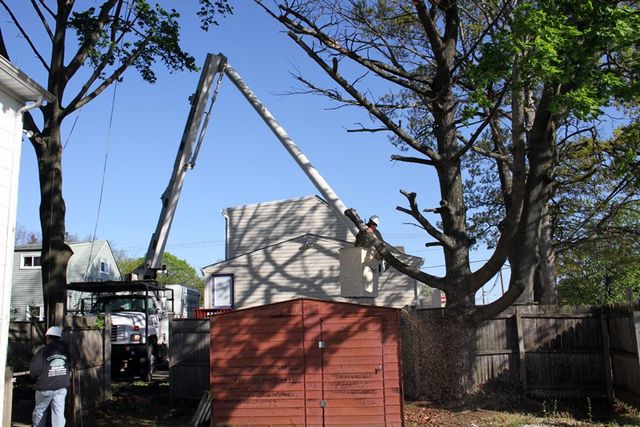 Tree Cutting & Trimming St. James Image